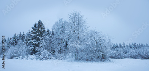 A winter forest landscape with snow-covered trees.