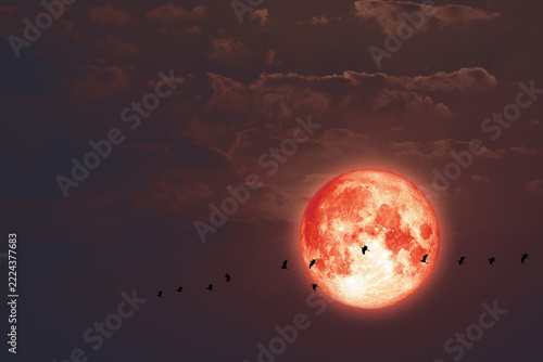 Super blue moon and silhouette birds fly away home in dark night sky