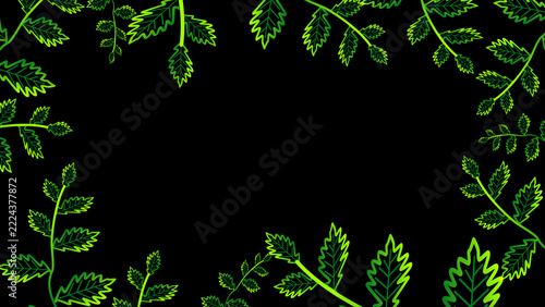young oblanceolate leaves green yellow border and lot on the black isolated
