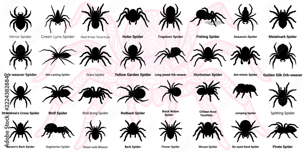 Obraz premium Various Spider Species Silhouettes Vector Pack