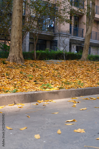 In autumn, fallen leaves in the community covered the grassland.