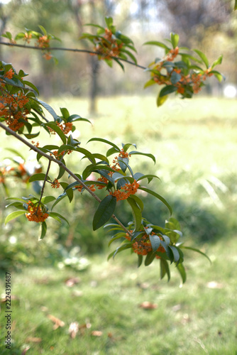 In autumn, the osmanthus trees are covered with osmanthus flowers.