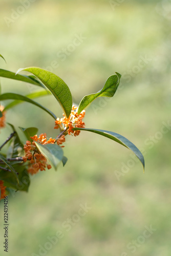 In autumn, the osmanthus trees are covered with osmanthus flowers.