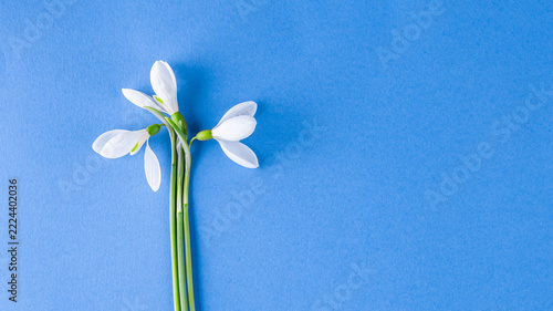 snowdrops on a blue background, long banner