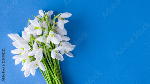 snowdrops on a blue background, long banner