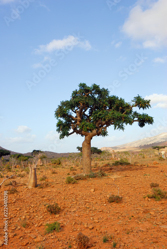 Socotra island scenery