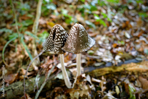 Pair of magpie inkcap mushrooms Coprinopsis picacea growing on autumn forest floor