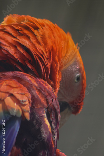 Profile view of a scarlet macaw touching its wings against its chest.