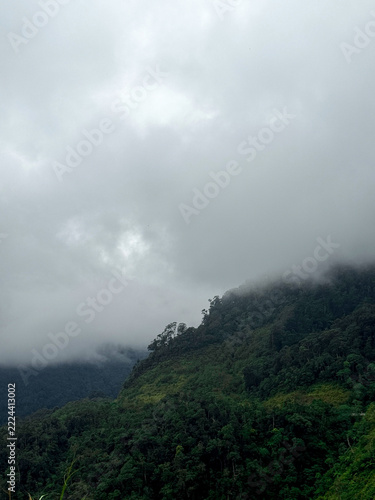 Misty fog shrouding dense green forest on mountain ridge