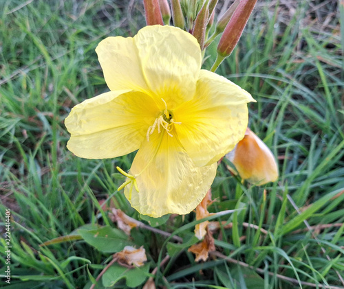 Yellow evening primrose flower blooming