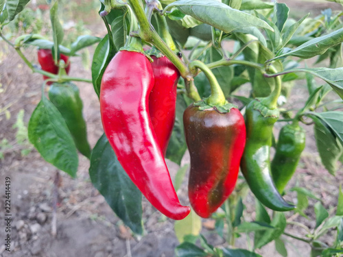 Red peppers ripening on plant