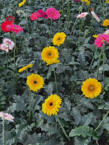 Vibrant yellow and pink gerbera flowers growing in a garden bed