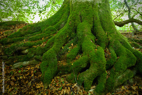 Mighty tree trunk with thick green mossy roots growing on forest ground