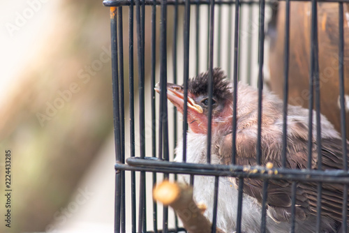 Close-up of a baby bird with dark spiky crest, open pink beak and downy feathers sitting inside a black metal birdcage with a wooden perch