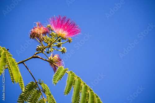 Arbre rouge