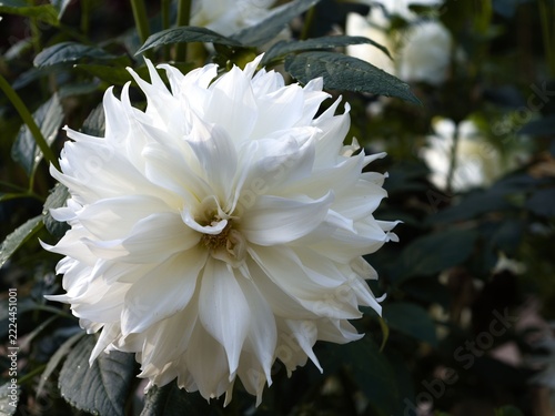 White flower blooms in garden during daylight