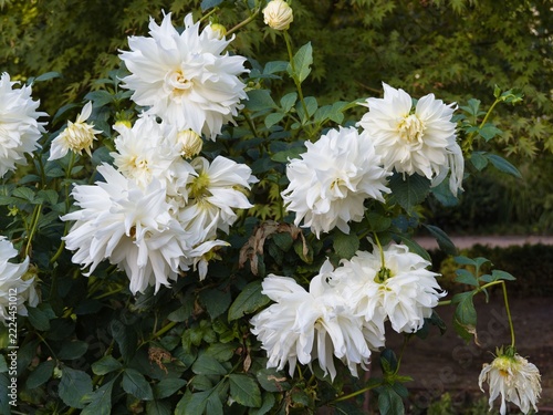 White flowers grow on a bush in a garden setting during daylight hours