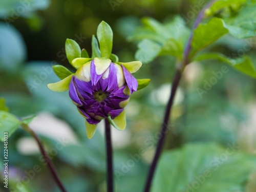 Flower bud with purple petals in a garden during daylight hours