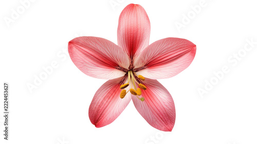 Single pink lily flower with five petals and yellow stamens, isolated on a black background, for botanical and floral
