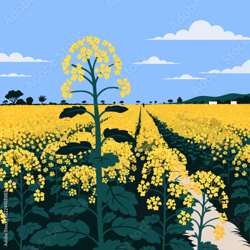 Yellow Rapeseed Field Illustration, Flat Vector Landscape, Rural Farm Scenery and Agricultural Crops