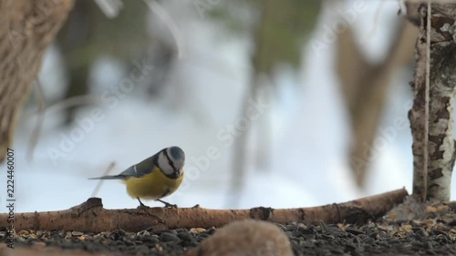 Chickadee eating seeds on wooden feeder