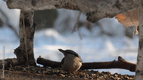 Chickadee eating seeds on wooden feeder