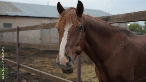 Chestnut horse with a white blaze standing in a rural paddock