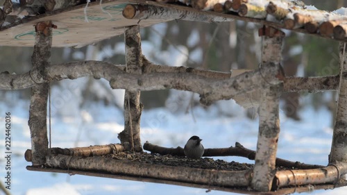 Chickadee eating seeds on wooden feeder