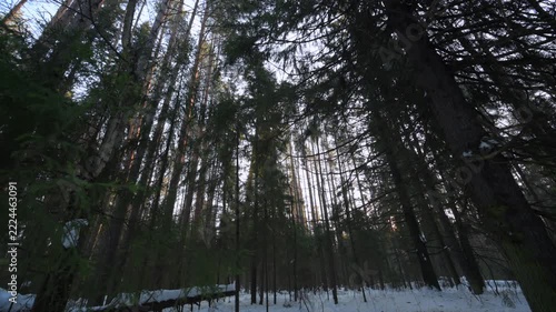 Snowy pine forest with tall dark trunks