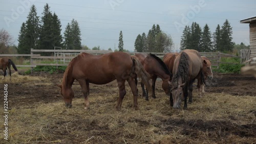 Horses grazing in a rural paddock beside a rustic wooden stable