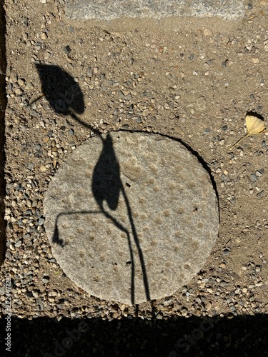 Plant Shadows on Gravel Ground with a Fallen Ginkgo Leaf