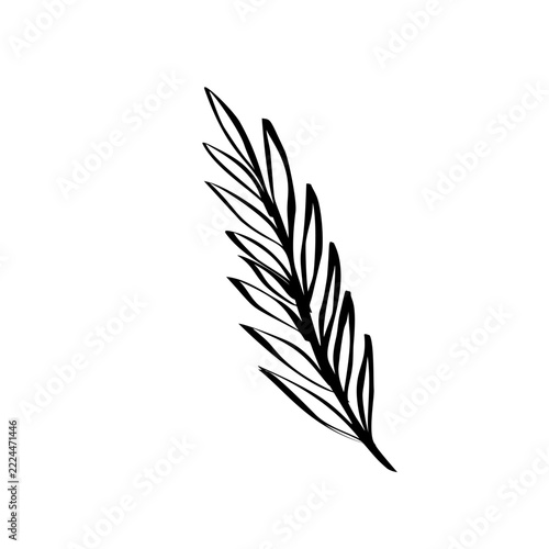 Minimalist black and white botanical line art of a single leaf on white background