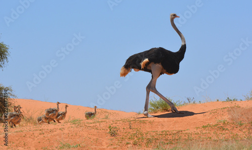 Fotografie Male common ostrich Struthio camelus leading chicks across red Kalahari dune, lo