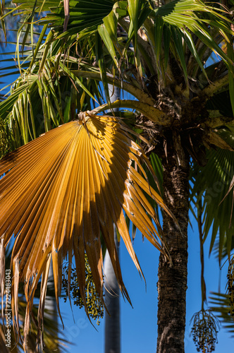 Sunlit Tan and Yellow Palm Frond.