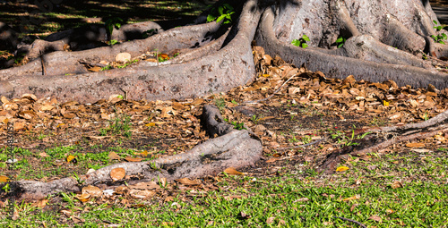 Curving Tree Roots and Trunk.
