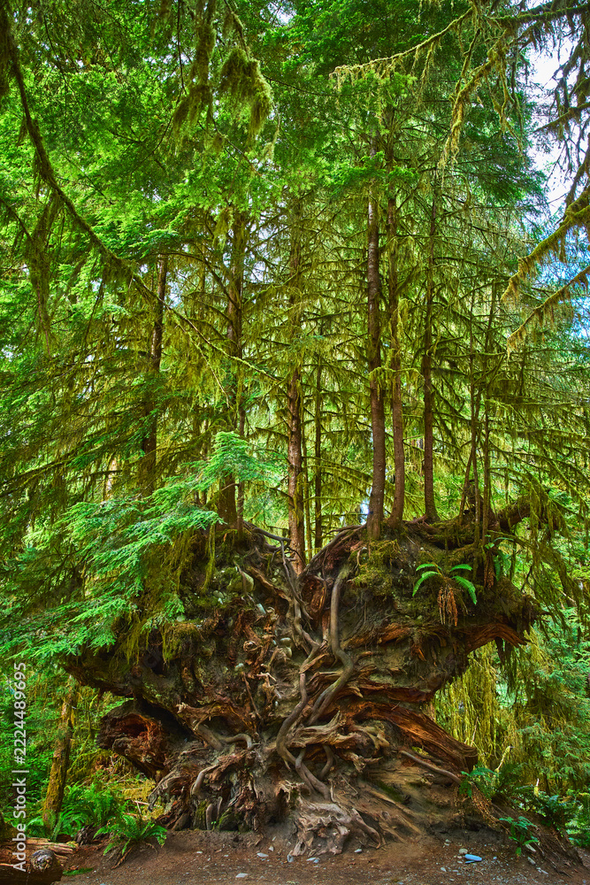 Naklejka premium Ancient Tree Roots and Lush Greenery in Moss Covered Rainforest Environment