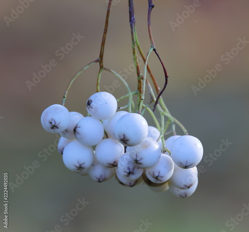 A cluster of inedible decorative white berries