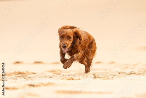 Dogs at the beach in Mother Ivey's bay