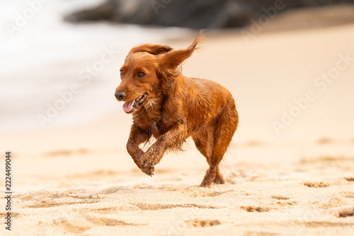 Dogs at the beach in Mother Ivey's bay