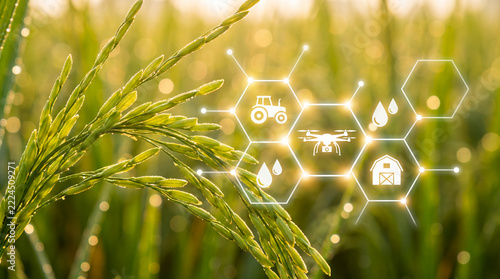 Smart Agriculture Concept with Holographic Interface Over Wheat Field