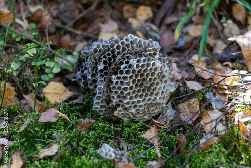 Abandoned wild wasp nest resting on green mossy forest floor