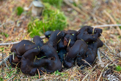 Black elfin saddle mushroom growing on dark forest floor