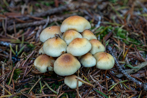 Cluster of sulphur tuft mushrooms growing on forest needle floor