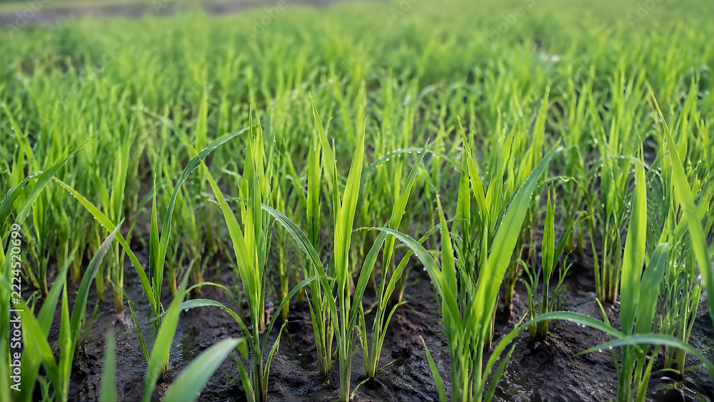 Fototapeta premium Close-up of healthy young rice seedlings growing in moist soil in a traditional nursery bed. Ideal for agriculture, rice production, food security, sustainable farming, and rural development content.