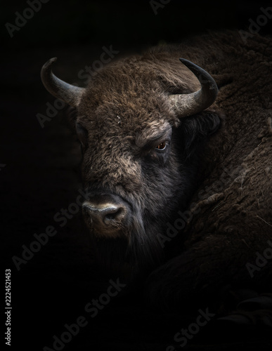 European bison (Wisent) in the woods of Poland