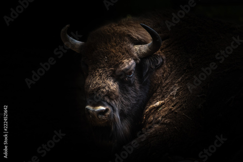 landscape portrait of European bison (Wisent)