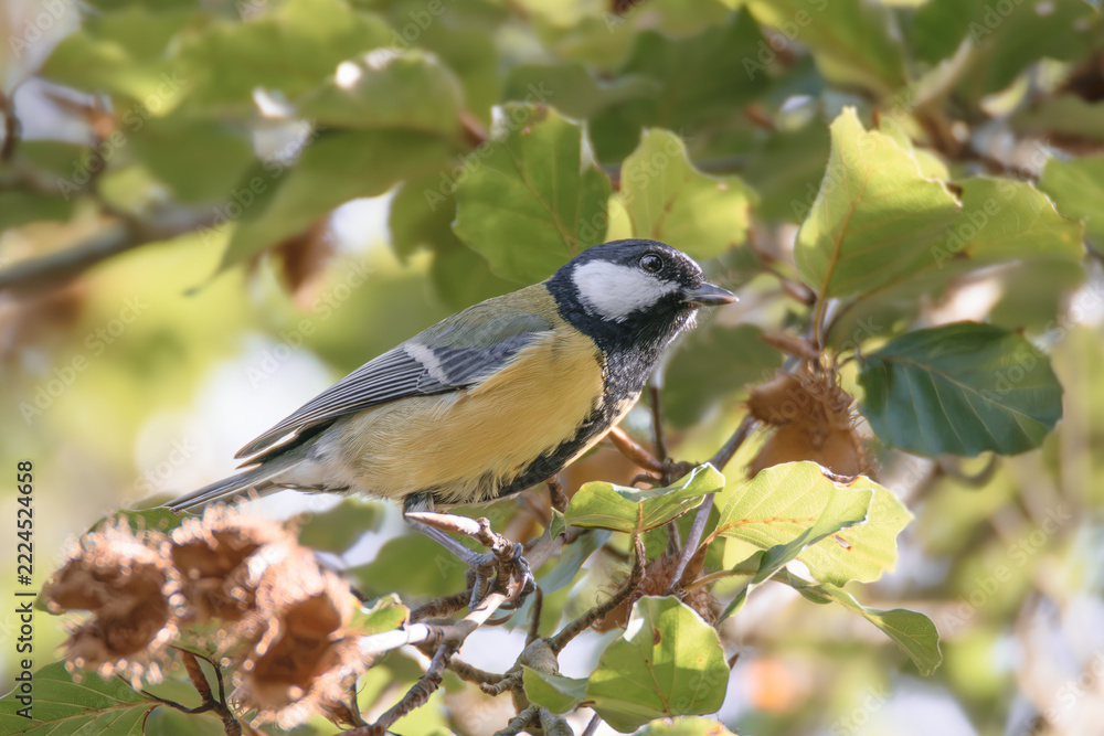 Fototapeta premium Great Tit Perched Among Green Leaves in Sunlit Woodland