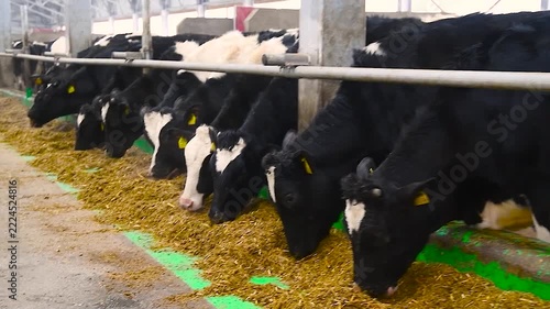 Feeding hay to beef cattle in winter