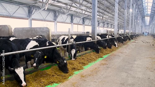 Feeding hay to beef cattle in winter