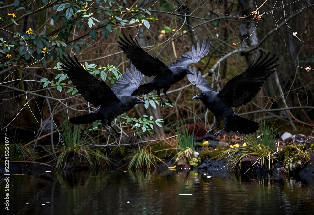 Naklejka premium crows in flight, nature and wildlife concept, three black birds flying over a forest pond, mysterious atmosphere and avian behavior in the wilderness